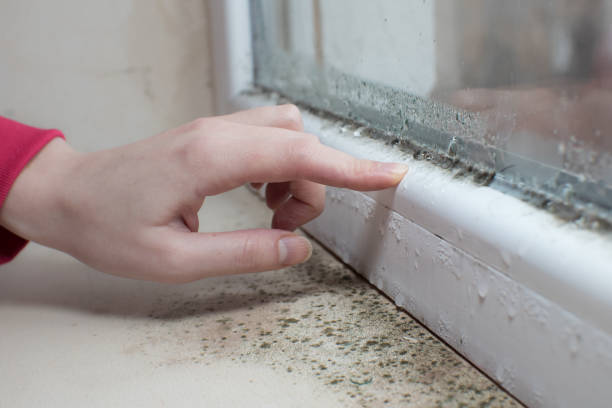 Best HVAC Mold Inspection and Cleaning  in Center Moriches, NY